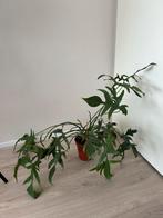 Philodendron gladys hands, Ophalen, Overige soorten, Minder dan 100 cm