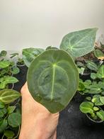 Anthurium forgetti dark form, Ophalen of Verzenden, Overige soorten, Minder dan 100 cm