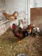 Barnevelder Haan Groot Ras, Dieren en Toebehoren, Pluimvee, Mannelijk, Kip