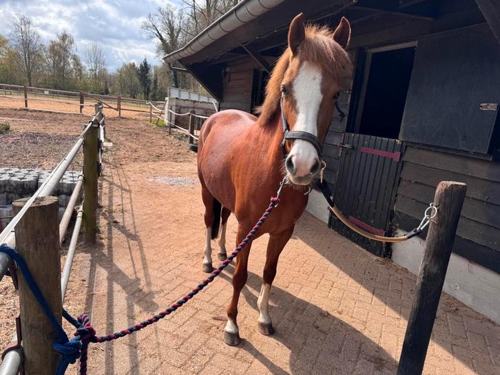 D Pony, Dieren en Toebehoren, Paarden, Merrie, B, Minder dan 160 cm, 3 tot 6 jaar, Recreatiepaard, Ontwormd, Ingeënt