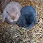 Koppeltje dwerghangoren