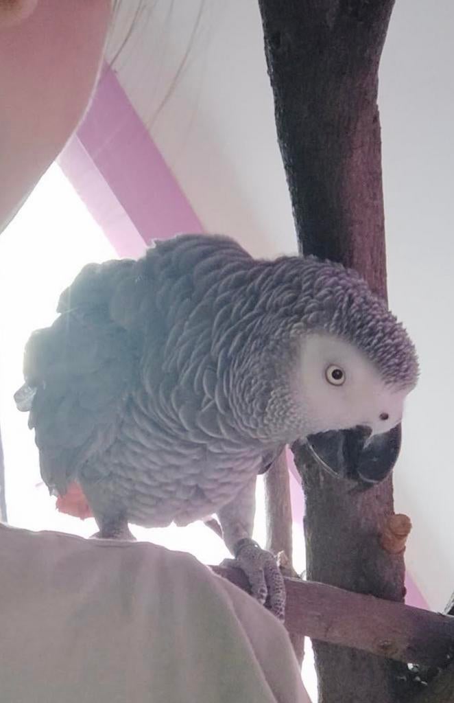 Afrikaanse rood staart papagaai, Mannelijk, Papegaai, Pratend