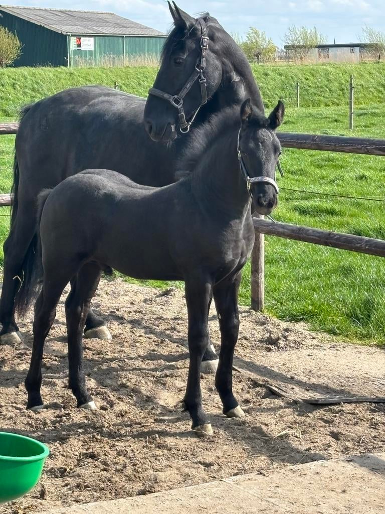 Super mooi en lief hengstveulen met zeer vol papier, Dieren en Toebehoren, Hengst, Minder dan 160 cm, 0 tot 2 jaar