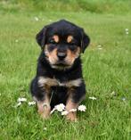 Uniek nestje Rottweiler X Goldenretriever uit geteste ouders, Parvo, Nederland, 8 tot 15 weken, Groot