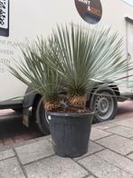 Yucca rostrata’s dubbelstam, Tuin en Terras, Ophalen of Verzenden, Overige soorten, Volle zon
