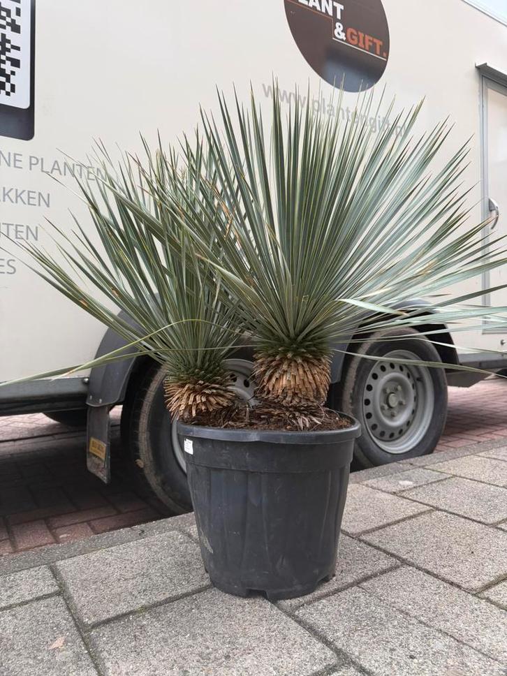 Yucca rostrata’s dubbelstam, Tuin en Terras, Planten | Tuinplanten, Overige soorten, Volle zon, Ophalen of Verzenden