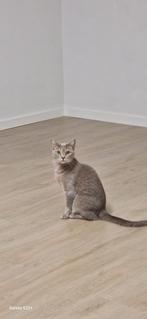 Britse korthaar, Dieren en Toebehoren, Poes