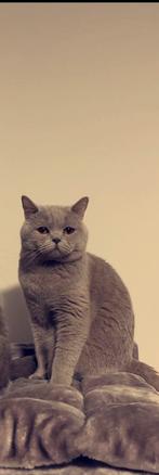 Britse korthaar | kater | gecastreerd, Kater, Met stamboom, 3 tot 5 jaar
