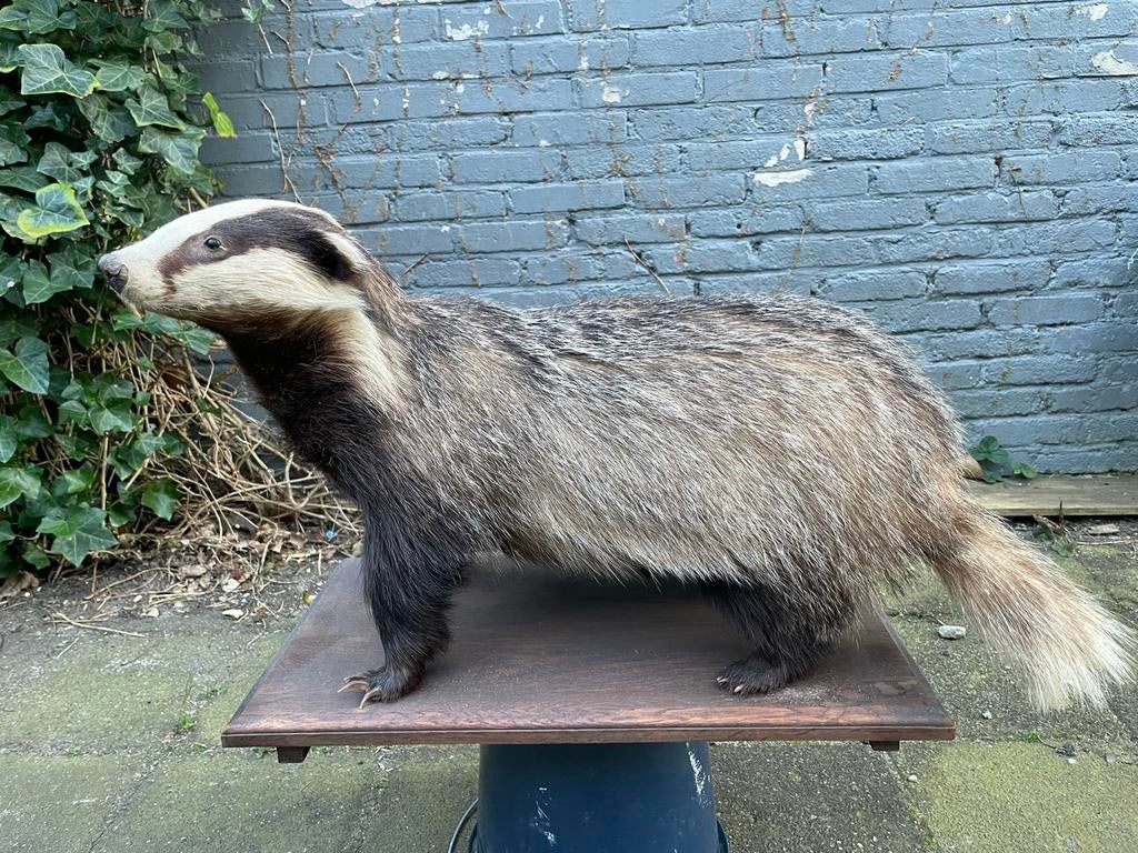 Opgezette Das, Antiek en Kunst, Curiosa en Brocante, Ophalen of Verzenden