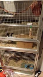 4 rattjes plus kooi van 3 maanden, Dieren en Toebehoren, Januari, Vrouwelijk