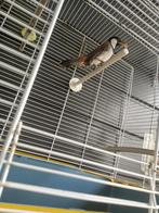 Witoorbuulbuul pop, Vrouwelijk, Tam