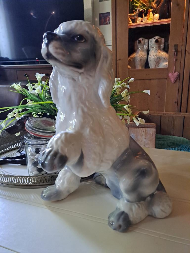 Poedel, Ophalen of Verzenden, Zo goed als nieuw, Dier