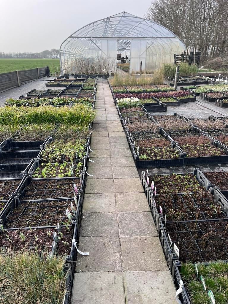 Vaste planten Geldermalsen / Scherpe prijzen voor kwaliteit, Tuin en Terras, Planten | Tuinplanten, Ophalen of Verzenden, Vaste plant