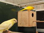 Kakarikie, koppel 2019?, Dieren en Toebehoren, Vogels | Parkieten en Papegaaien, Meerdere dieren, Parkiet