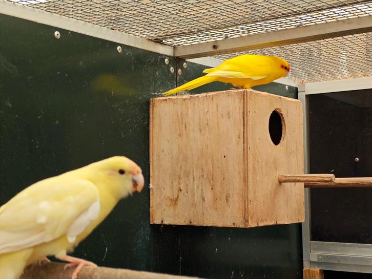 Kakarikie, koppel 2019?, Dieren en Toebehoren, Vogels | Parkieten en Papegaaien, Parkiet, Meerdere dieren