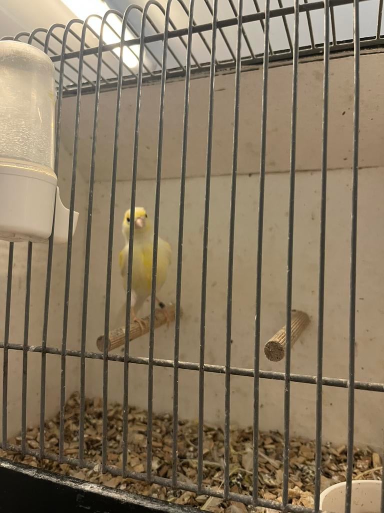 3 kanaries geel mozaiek, Dieren en Toebehoren, Vogels | Kanaries, Mannelijk, Kleurkanarie