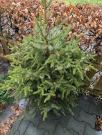 Fijnspar (Picea abies) in pot, Ophalen, Vaste plant