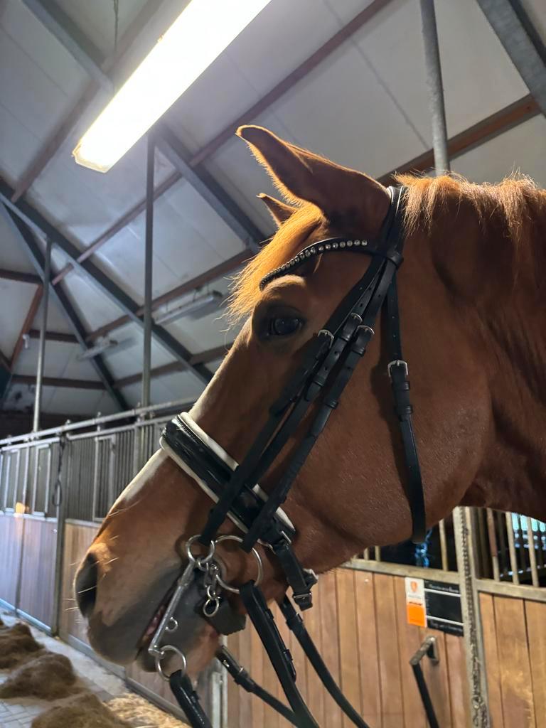 Döbbert stang en trenshoofdstel, Dieren en Toebehoren, Paarden en Pony's | Overige Paardenspullen, Ophalen of Verzenden, Gebruikt