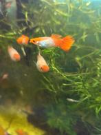 Kweekgroep red head snakeskin guppen 10 stuks, Vis