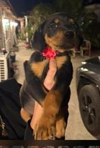 Rosy verblijft in Cyprus, 15 weken tot 1 jaar, Handelaar, Buitenland, Teef