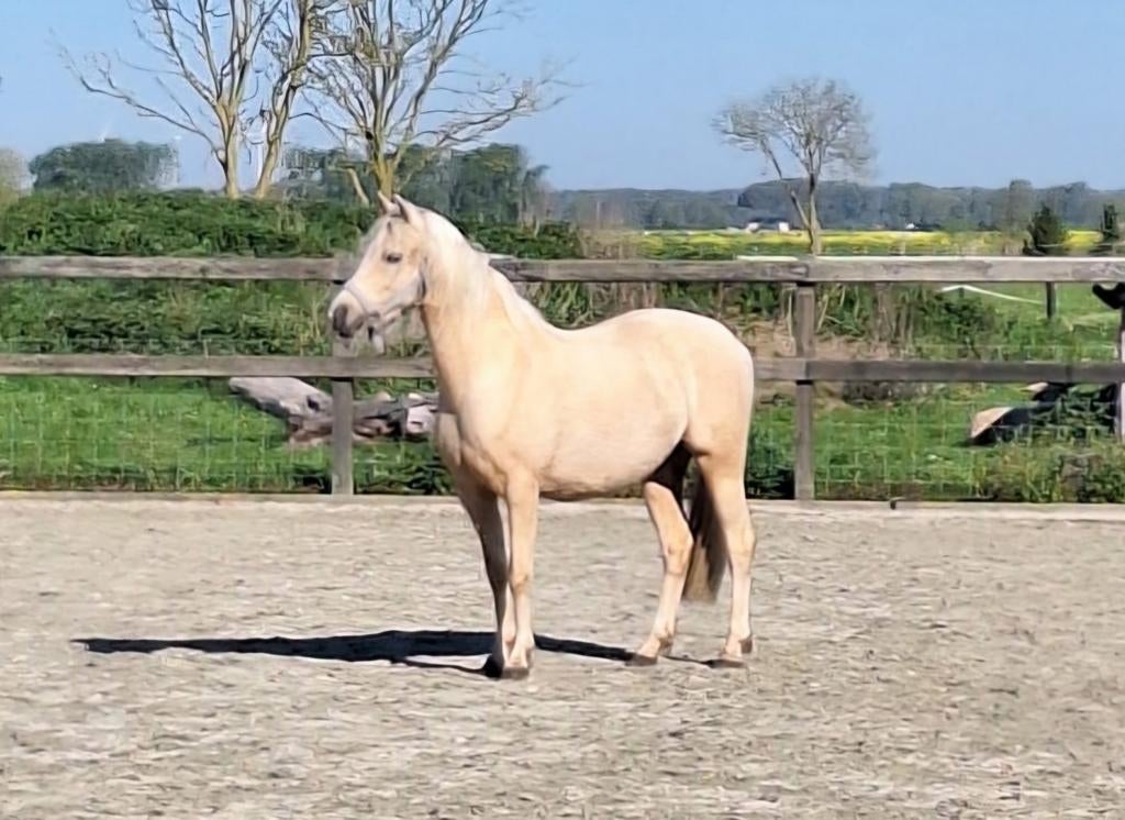 Welsh sectie B palomino merrie, Merrie