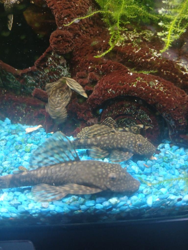 Algeneters ,ongeveer 4 , 5 cm groot, Vis