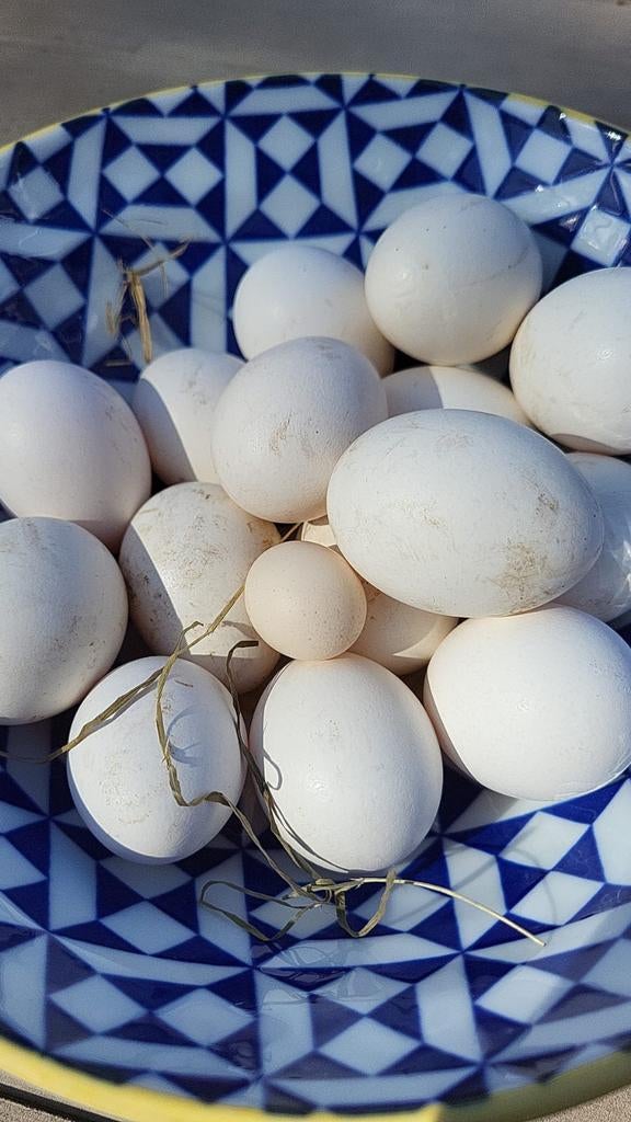 Broedeieren Indische loopeenden witte €1 pst, Dieren en Toebehoren, Geslacht onbekend, Eend