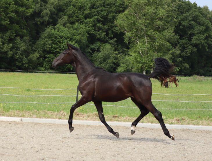 Bloed mooie en lieve zwarte merrie!, Dieren en Toebehoren, Paarden, Merrie, Met stamboom, Dressuurpaard, 0 tot 2 jaar