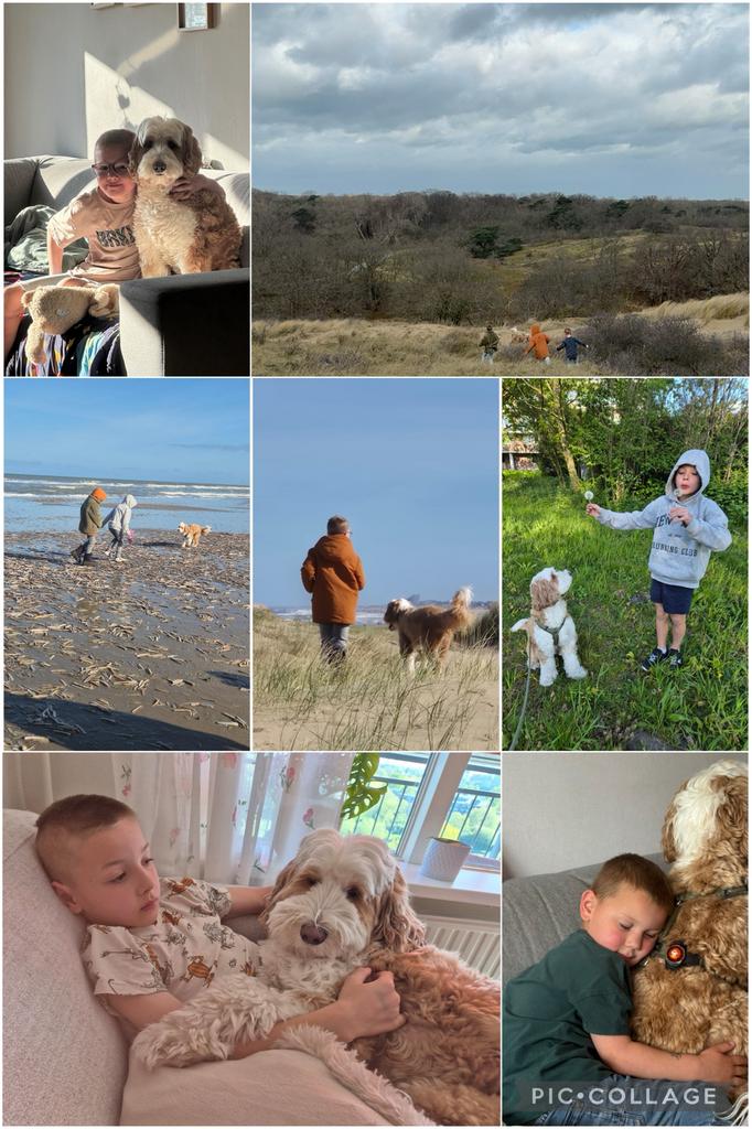 Gezocht ; Labradoodle hond, Overige rassen, 1 tot 2 jaar, Geslacht onbekend, Eén hond