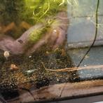 Blue jelly garnalen in kweekbak, Dieren en Toebehoren, Vissen | Aquariumvissen, Kreeft, Krab of Garnaal