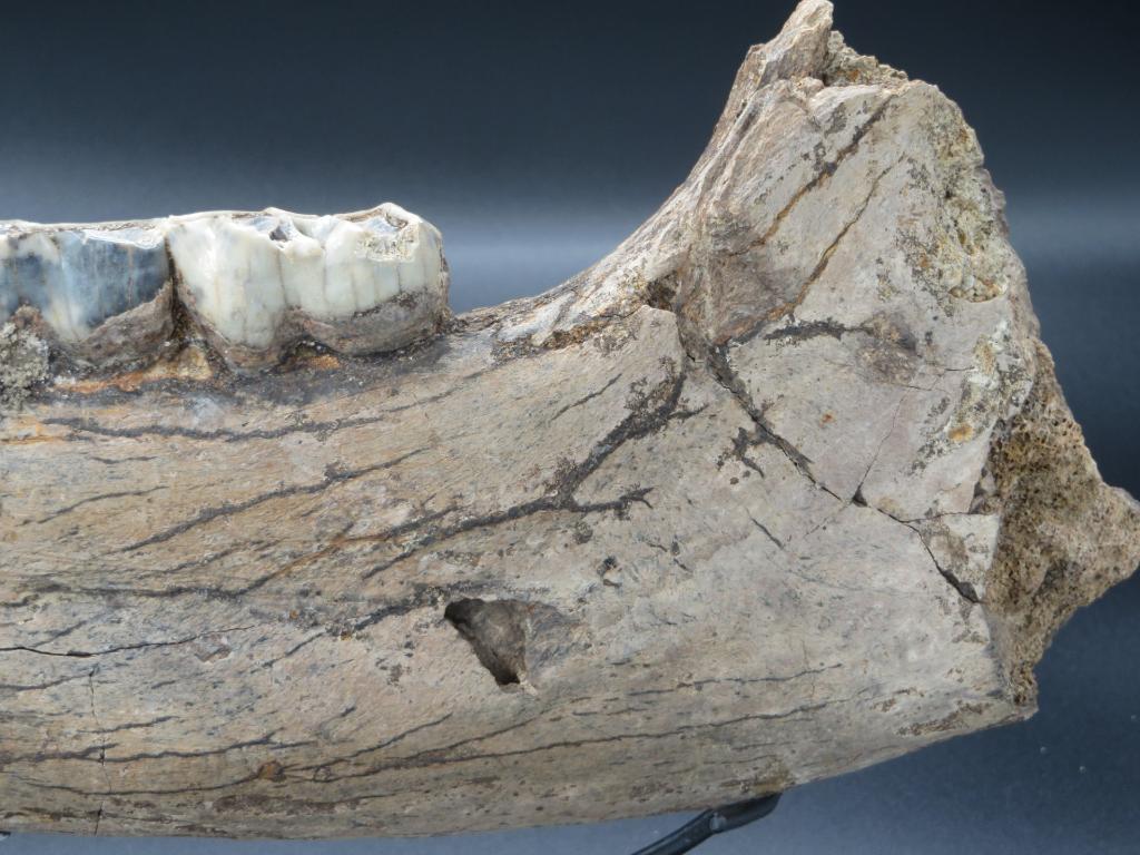 Neushoorn kaakdeel, Ophalen of Verzenden, Fossiel