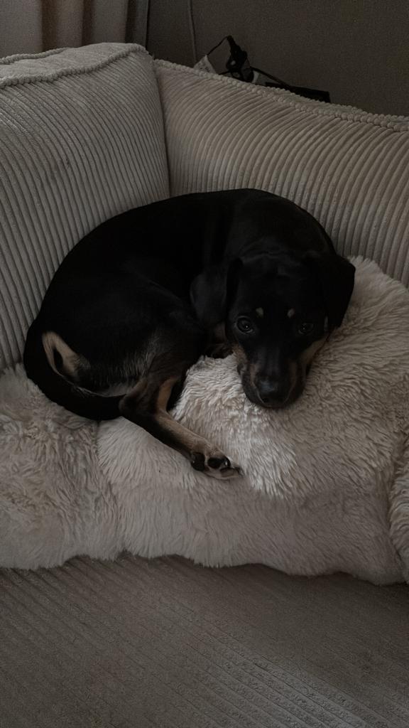 Jack russel mix, Teef, Eén hond, 3 tot 5 jaar, Nederland