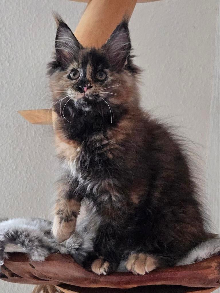 Prachtig maine coon poesje met stamboom, Dieren en Toebehoren, Katten en Kittens | Raskatten | Langhaar, Poes, Met stamboom, 0 tot 2 jaar