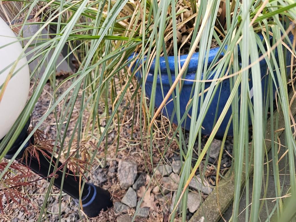 Blauwe keramische bloempot met pampasgras, Ophalen