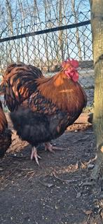 Orpington groot haan, Dieren en Toebehoren, Pluimvee, Mannelijk, Kip