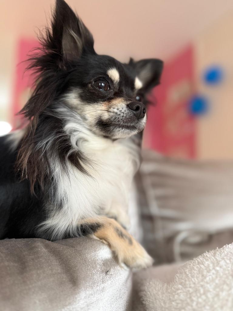 Mooi kleine chihuahua dekreu, Dieren en Toebehoren, Reu, 1 tot 2 jaar, Parvo, Eén hond