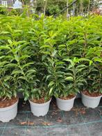 Portugese laurier , augustifolia, Ophalen, Laurier, Haag, Minder dan 100 cm