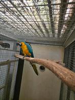Blauwgele ara, Dieren en Toebehoren, Vogels | Parkieten en Papegaaien, Geslacht onbekend, Papegaai