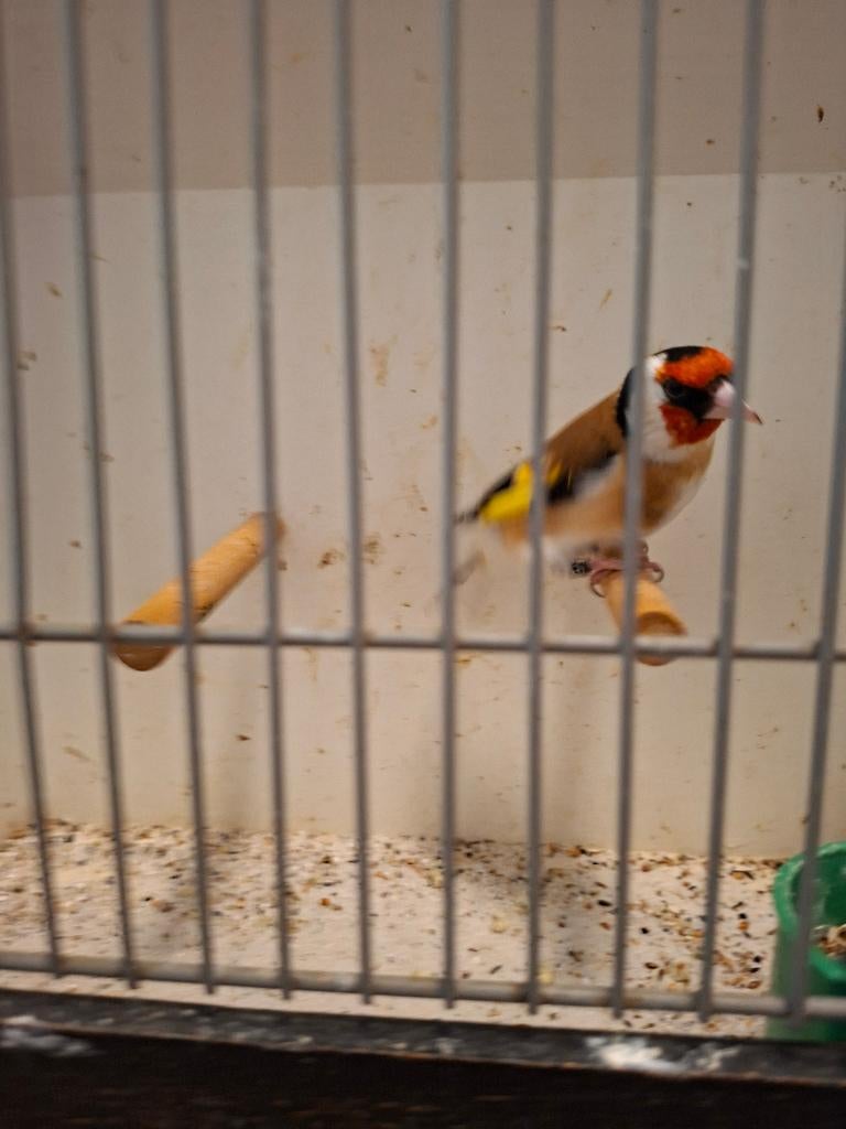 Major putter man zuivere wildkleur., Dieren en Toebehoren, Vogels | Overige Vogels, Mannelijk, Wildzangvogel, Geringd