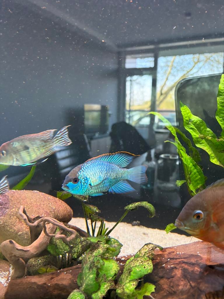 Acara electric blue jonge visjes, Vis