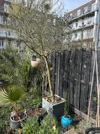 Olijfboom incl pot - 3m hoog, Bloeit niet, Ophalen of Verzenden, Olijfboom, 250 tot 400 cm
