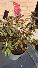 Azalea plant, Ophalen, Overige soorten, Halfschaduw