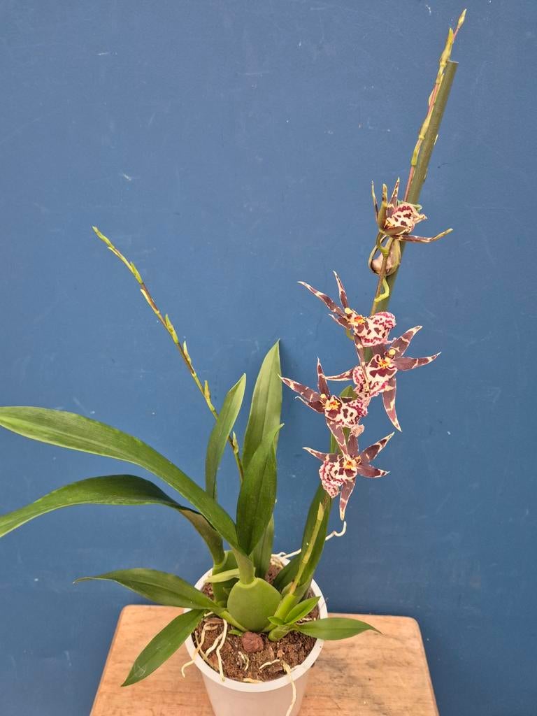 Orchidee Brassia Summer Dream p12 (4)