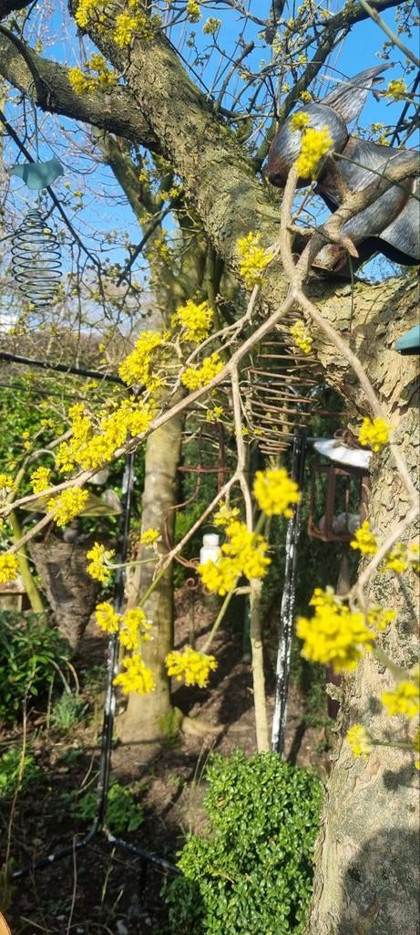 Gele kornoelje    Cornus mas struik, Ophalen of Verzenden, Overige soorten, Minder dan 100 cm
