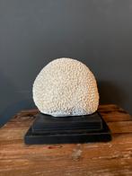 Decoratie ornament koraal, Huis en Inrichting, Woonaccessoires | Overige, Ophalen of Verzenden, Zo goed als nieuw