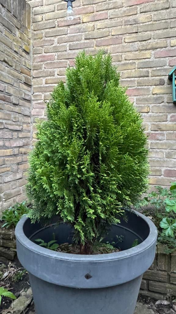 2 kleine boompjes, gratis af te halen, Tuin en Terras, Planten | Bomen, Ophalen, Volle zon, Overige soorten