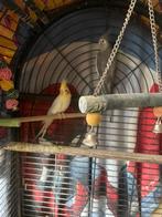 2 valkparkieten + grote kooi, Dieren en Toebehoren, Vogels | Parkieten en Papegaaien, Meerdere dieren, Parkiet