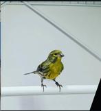 Gezocht Europese kanaries, Dieren en Toebehoren, Meerdere dieren, Wildzangvogel, Geringd