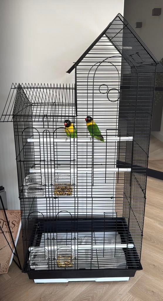 Koppel Agapornis personata + grote kooi Lovebirds, Dieren en Toebehoren, Vogels | Parkieten en Papegaaien, Meerdere dieren, Dwergpapegaai of Agapornis