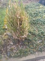 pampasgras, Ophalen, Volle zon, Vaste plant, Siergrassen